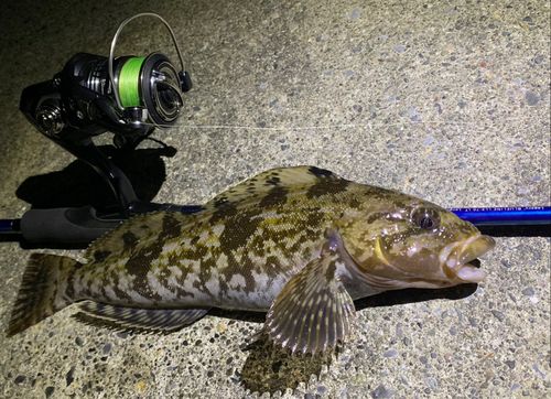 アイナメの釣果