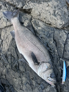 ヒラスズキの釣果