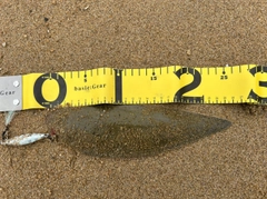 シタビラメの釣果