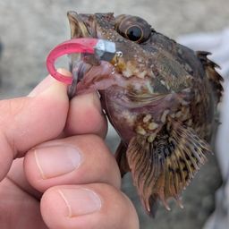 アラカブ