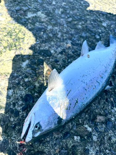 サクラマスの釣果