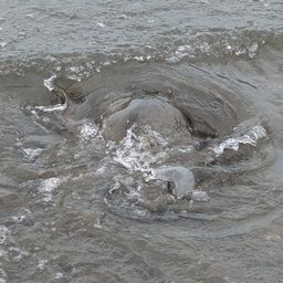 アカエイ