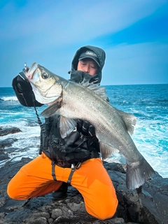 ヒラスズキの釣果