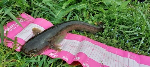 ナマズの釣果
