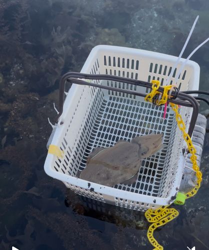 モンゴウイカの釣果
