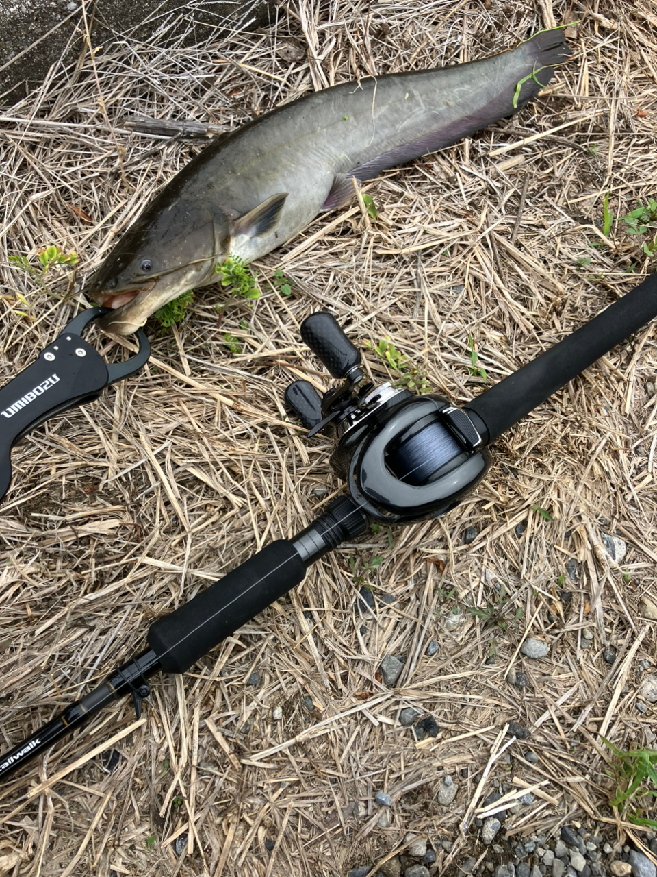 SHIMANO 23アンタレス DC MD XG RIGHTの最安値・インプレ・釣果 SHIMANO 23アンタレス DC MD XG RIGHTの最安値・インプレ・釣果