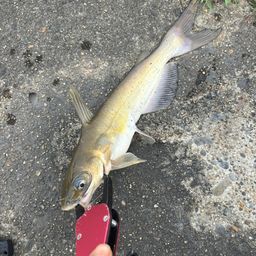 アメリカナマズ