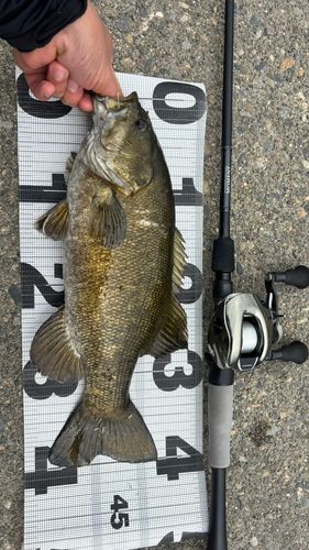 スモールマウスバスの釣果