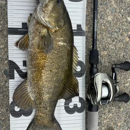 スモールマウスバス