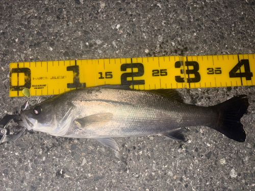 セイゴ（マルスズキ）の釣果