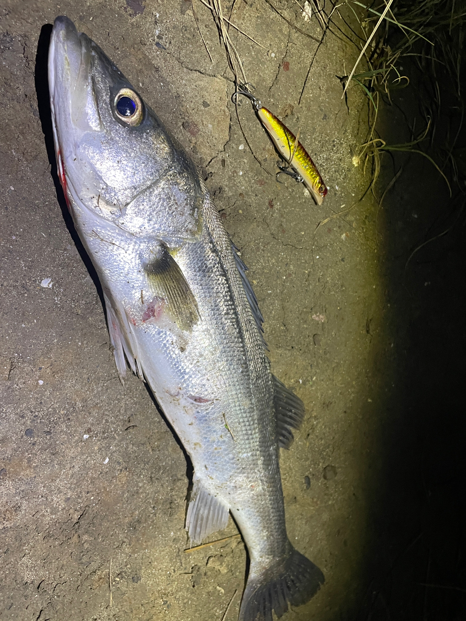 DAIWA 21モアザン ブランジーノ EX AGS 97ML/Mの最安値 DAIWA 21モアザン ブランジーノ EX AGS 97ML/Mの最安値