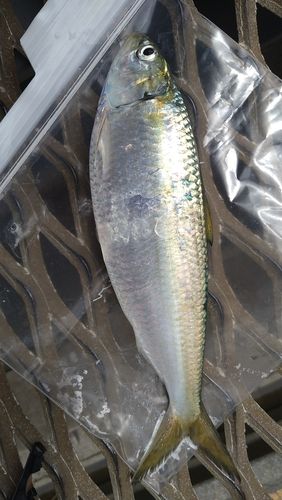 カタボシイワシの釣果