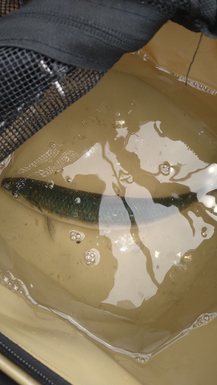 カタボシイワシ