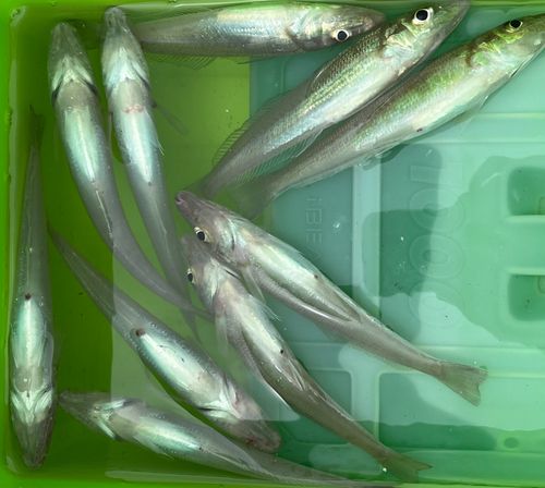 キスの釣果