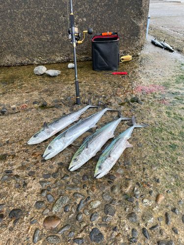 サゴシの釣果