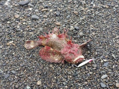 オニオコゼの釣果