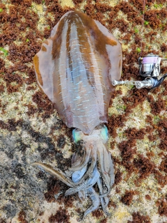アオリイカの釣果