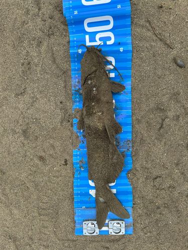 アメリカナマズの釣果