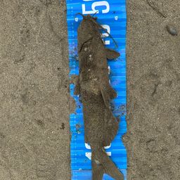 アメリカナマズ