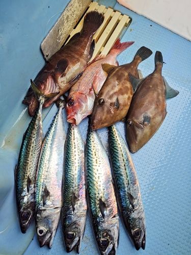 タイの釣果