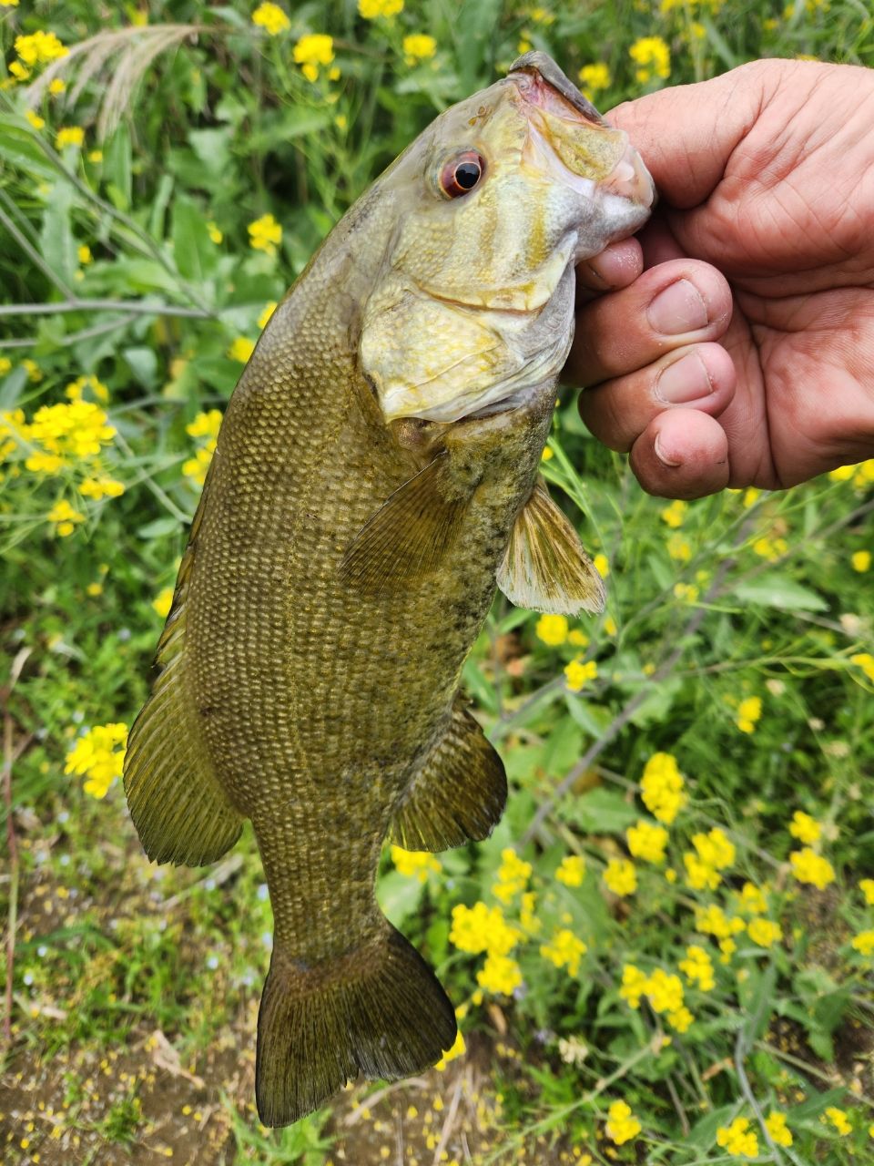 スモールマウスバス