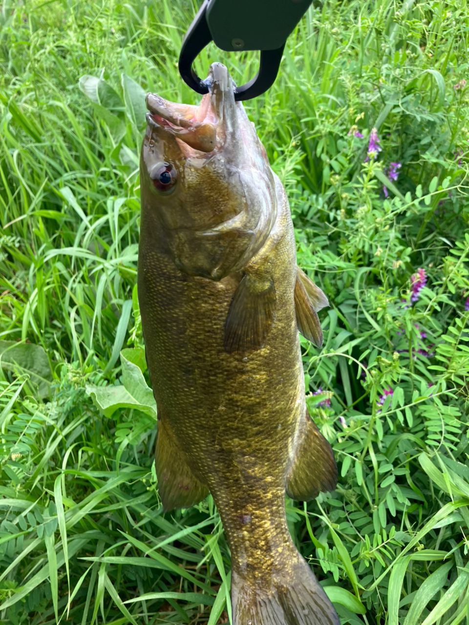 スモールマウスバス