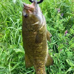 スモールマウスバス