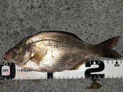 ウミタナゴの釣果