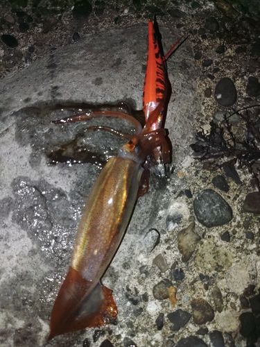 ムギイカの釣果
