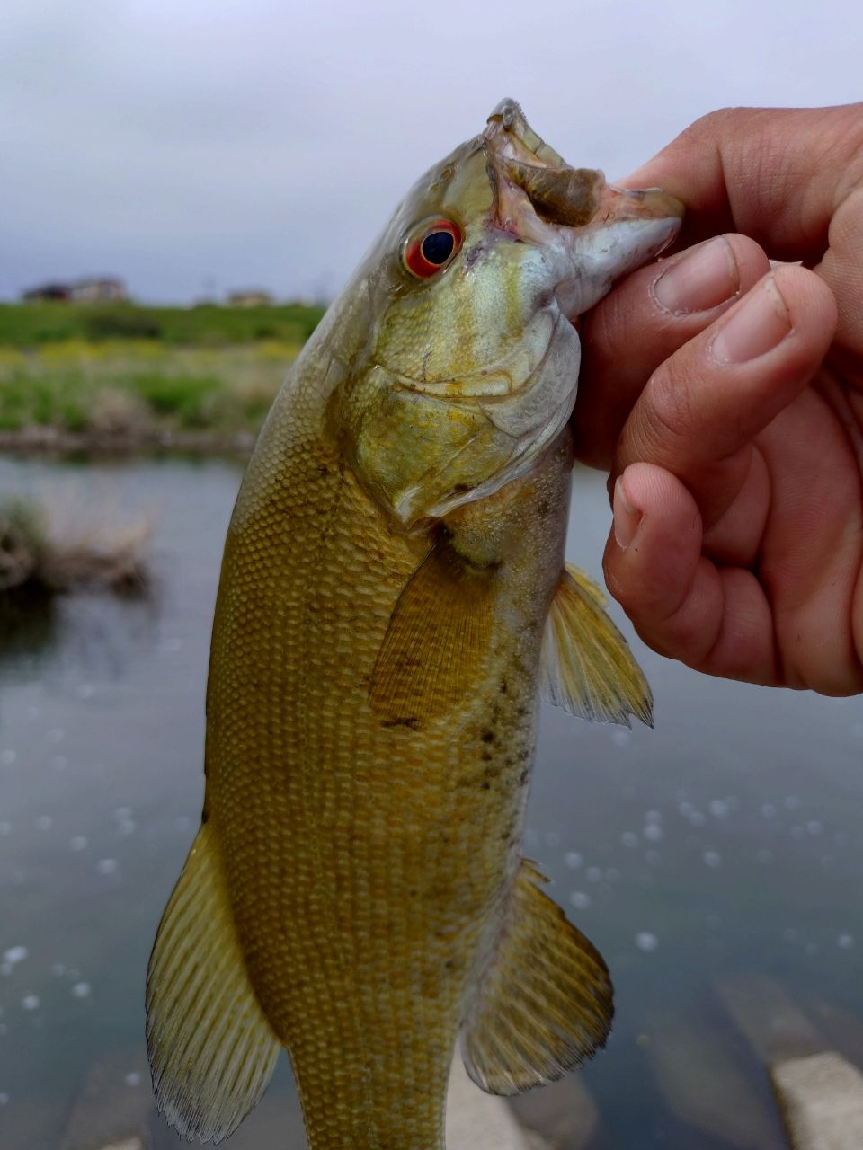 スモールマウスバス