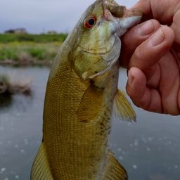 スモールマウスバス