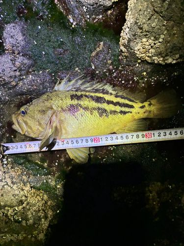 シマゾイの釣果