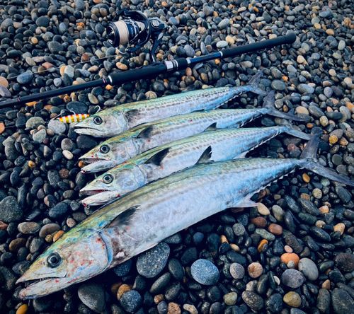 サワラの釣果