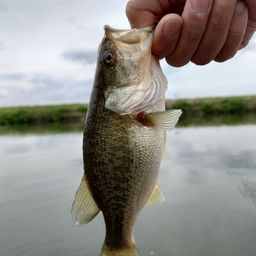 ラージマウスバス