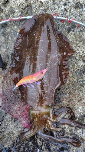 アオリイカの釣果