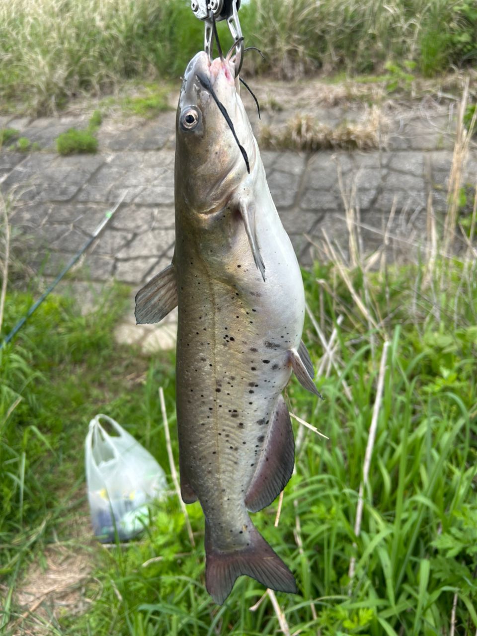 アメリカンキャットフィッシュ