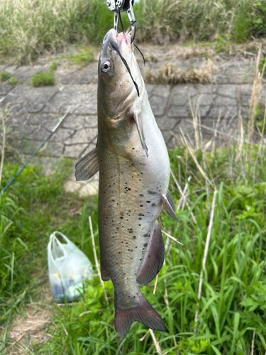 アメリカンキャットフィッシュの釣果