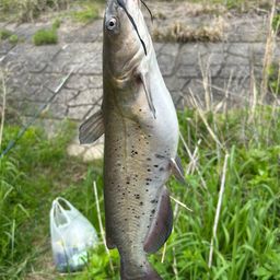 アメリカンキャットフィッシュ