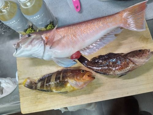 シロアマダイの釣果