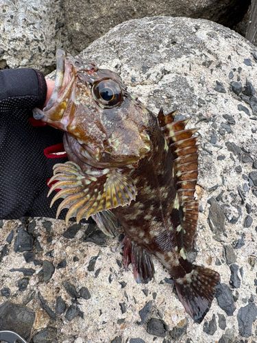 ガシラの釣果