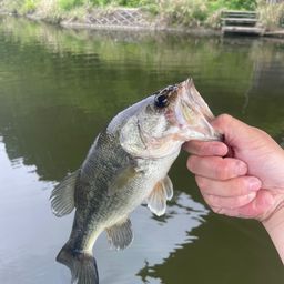 ラージマウスバス