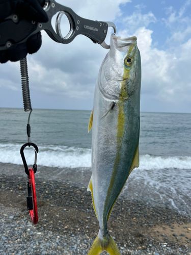 フクラギの釣果