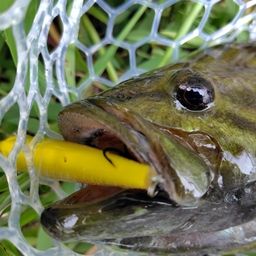 スモールマウスバス