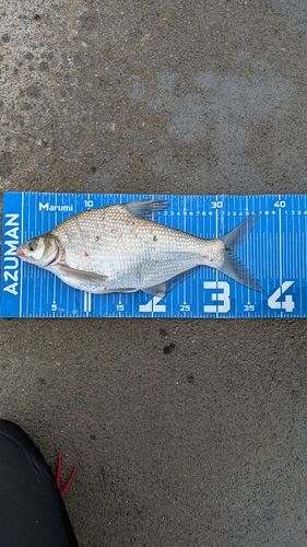 ダントウボウの釣果