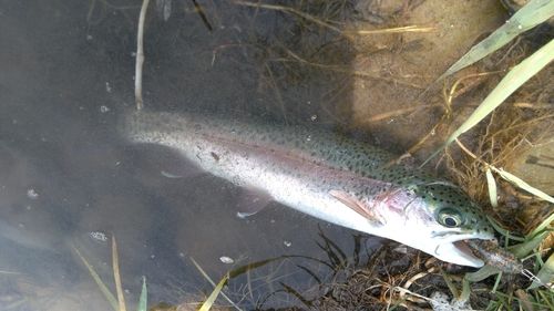 ニジマスの釣果