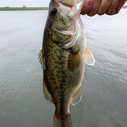 ラージマウスバス