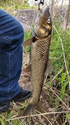 ニゴイの釣果