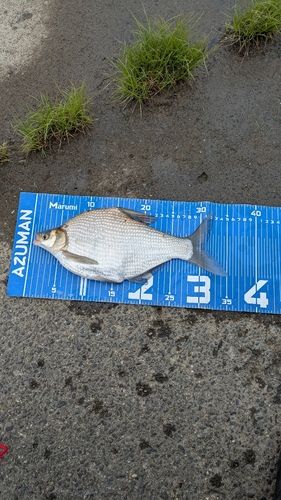 ダントウボウの釣果