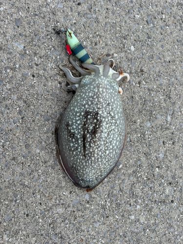 シリヤケイカの釣果