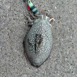 シリヤケイカ